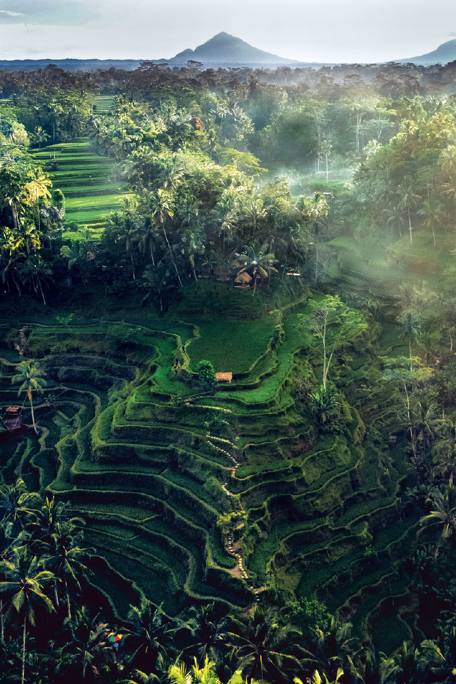 bali,ubud