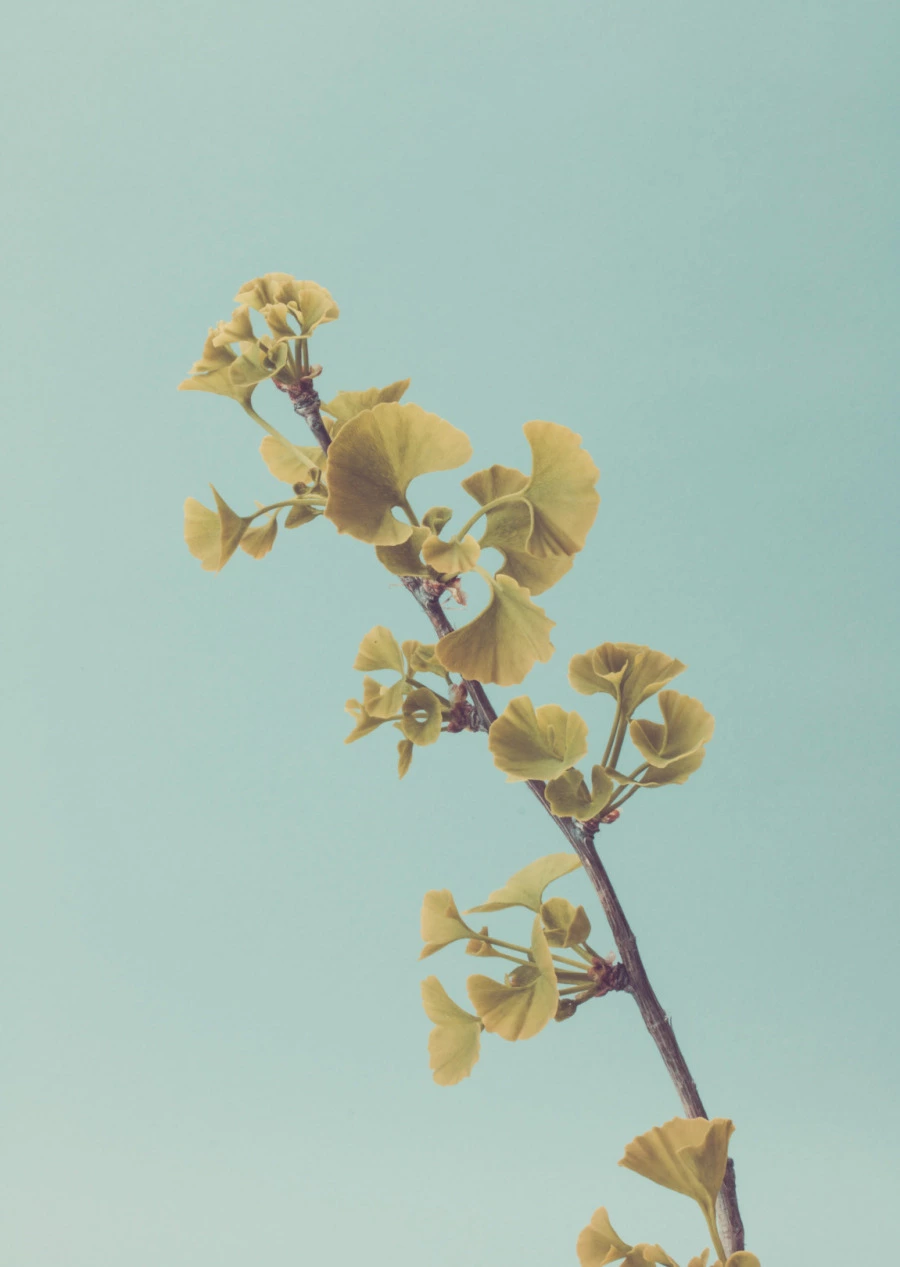 Ginkgo Biloba’nın 7 Faydası Ginkgo Biloba