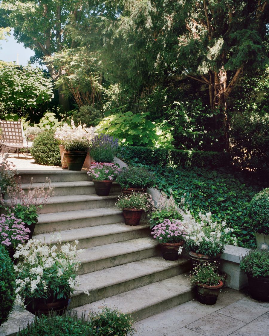 Bahçenin merdivenlerinde, köpük çalılarıyla dolu büyük terakota saksılar sıralanıyor.