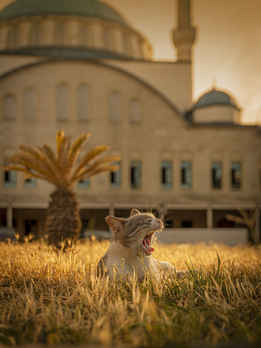 Bir Fotoğrafçının Gözünden İstanbul’da Kedi Olmak