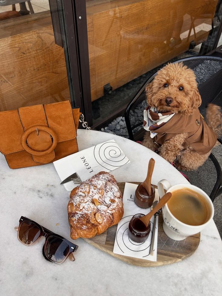 İstanbul’da Evcil Hayvanınızla Gidebileceğiniz 10 Mekan