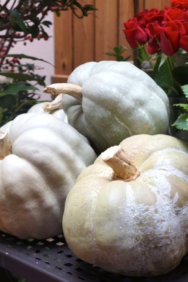 Sezonun en renkli besini