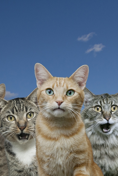 Kediler İnterneti Ele Geçirirse