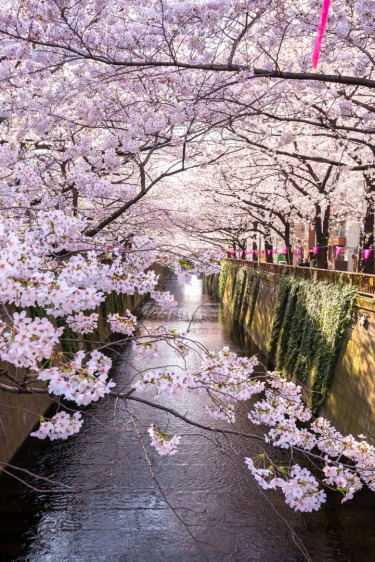 Çiçeklerin Peşinde Dünya Turu