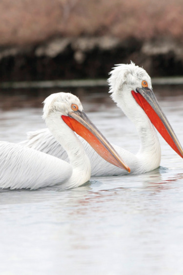 Ropodi Yamaçlarında Büyülü Xánthi Kenti