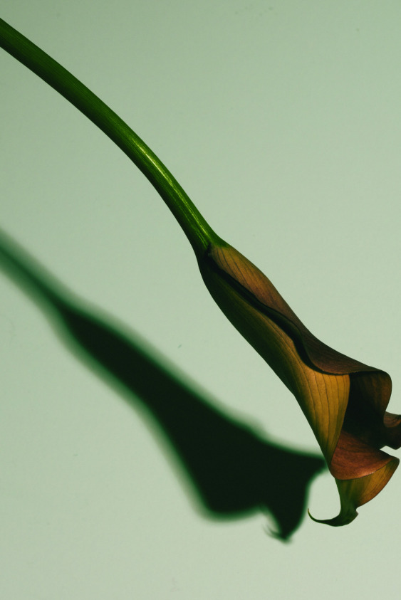 Çiçeklerin Yenileyici, Sakinleştirici ve Dengeleyici Enerjisi