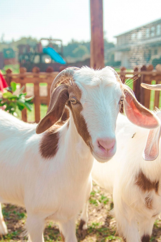 Türkiye'de İlk Sürdürülebilir Eğitim Felsefesi