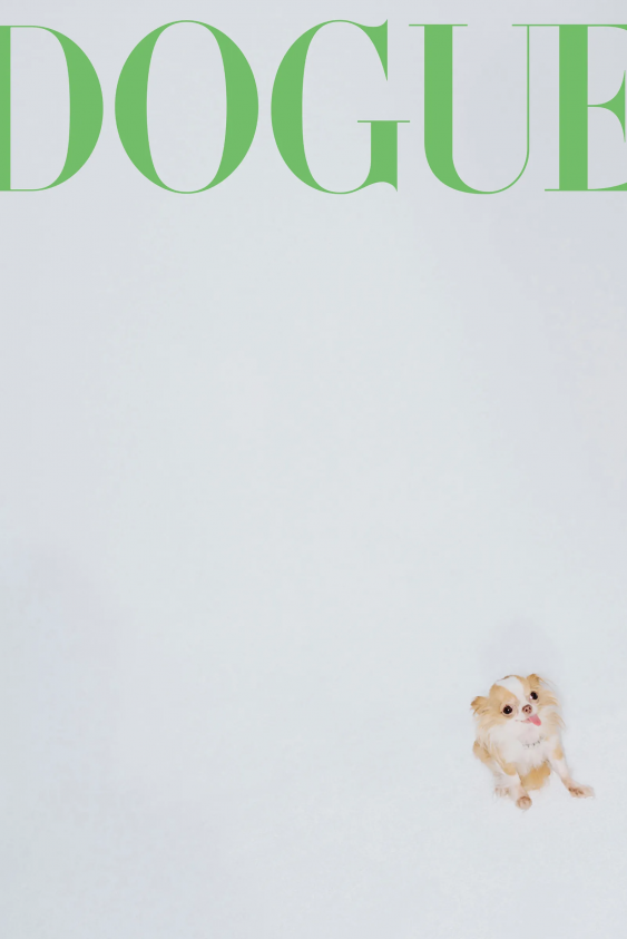 Demi Moore'un Mikro Chihuahua’sı Pilaf, Büyük Bir Yıldız Olmak İçin Doğdu