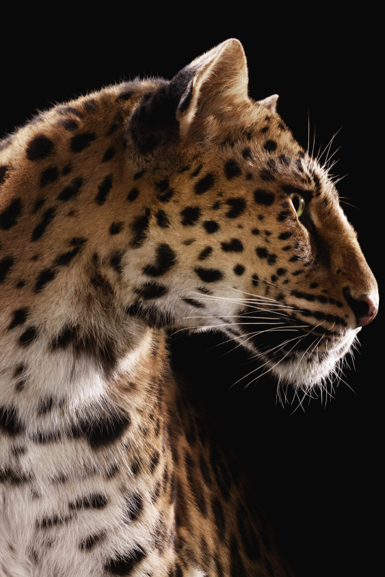 İkonik Pantere Görkemli Kutlama