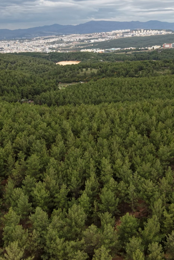 Ağaçlandırma Seferberliği’nin İlk Adımı