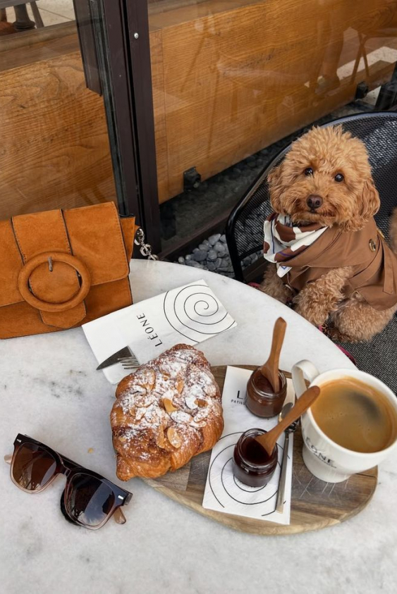 İstanbul’da Evcil Hayvanınızla Gidebileceğiniz 10 Mekan