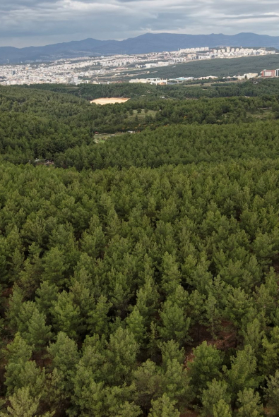 Ağaçlandırma Seferberliği’nin İlk Adımı