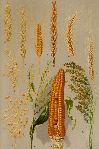 Anadolu’nun Kadim Vegan Tarifleri