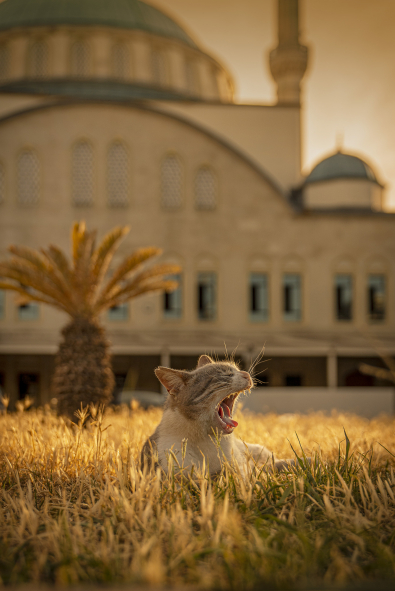 Bir Fotoğrafçının Gözünden İstanbul’da Kedi Olmak