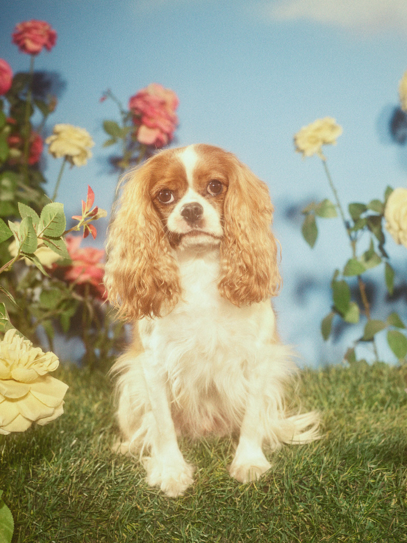 Gucci'nin Sevimli Köpekleri