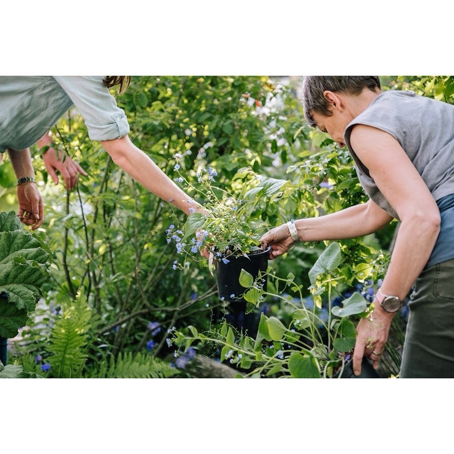 Cambridge Hanesinin Chelsea Flower Show Çıkarması